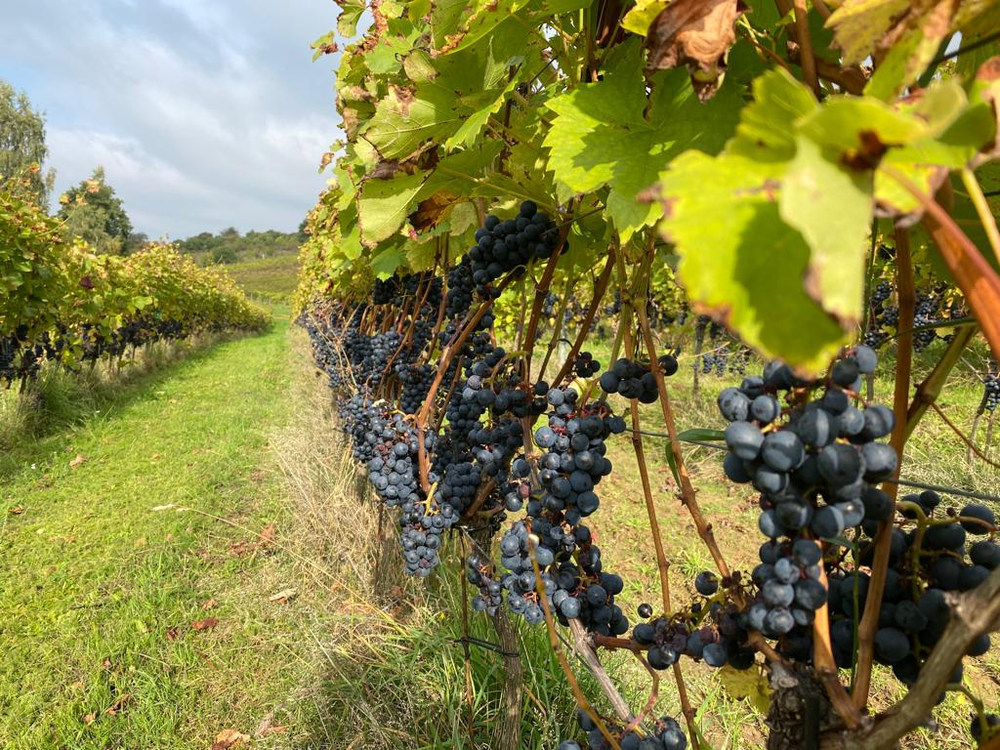Blick auf Reihen von Weinreben mit vielen blauen Trauben