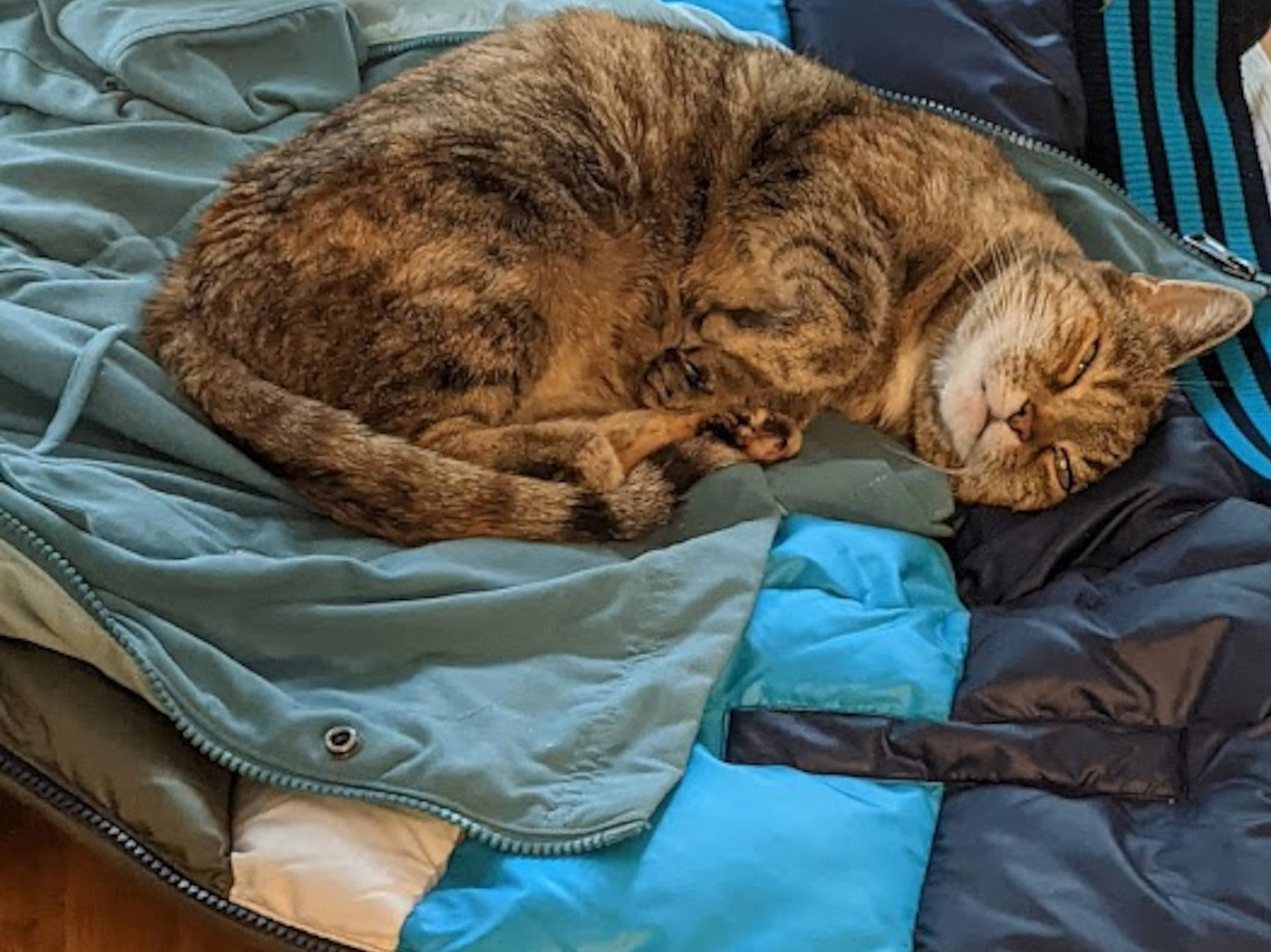 braune Katze liegt auf einer Decke