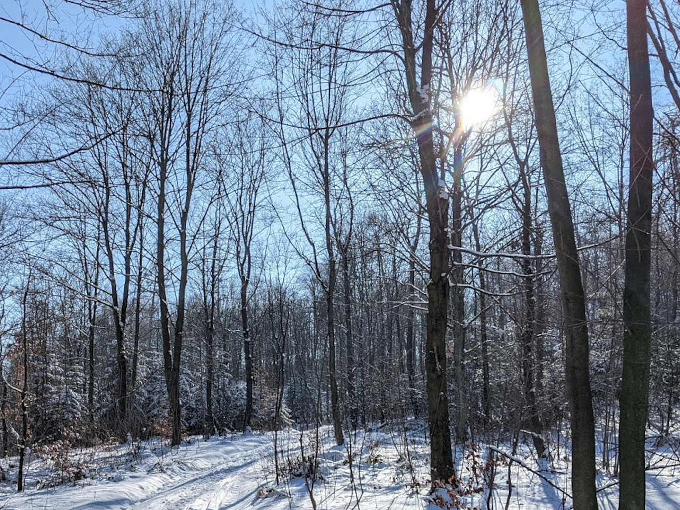 Blick in einen sonnigen, verschneiten Wald