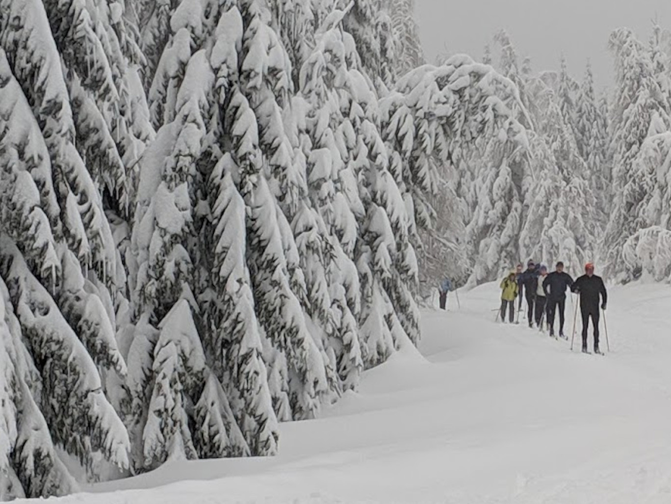 verschneiter Wald mit einer Gruppe Langläufer